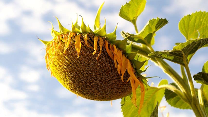 Sunflowers wilt if they're exposed to the sun for more than 8 hours a day with very hot temperatures