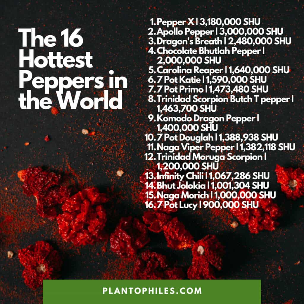 世界上最辣的16种辣椒[更新2022年