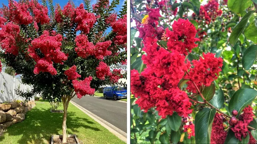 The Tuscarora Crepe Myrtle and the Dynamite Crepe Myrtle are some of the crepe myrtle varieties that have stunning red leaves in the early spring