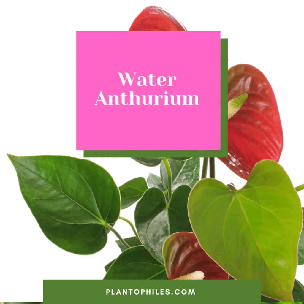 Water Anthurium