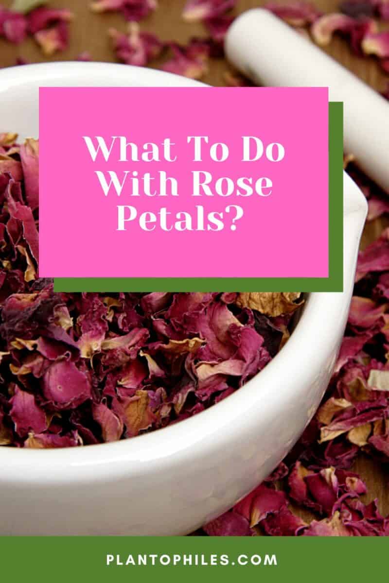 what-to-do-with-rose-petals-13-best-ideas