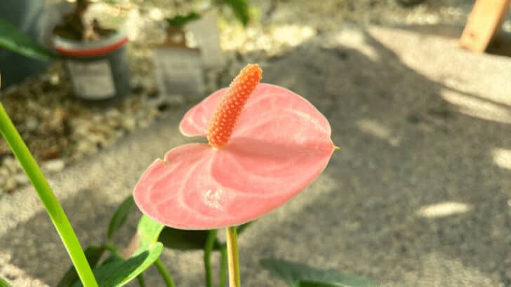 11 Worst Reasons Why Anthurium Flowers Are Turning Brown