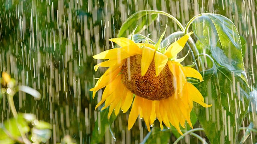 Your sunflower's leaves will turn yellow if the plant is overwatered from getting too much rain and not having good soil drainage