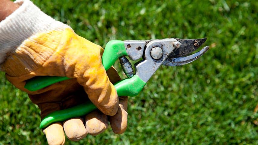 A cutting tool like pruning shears and gardening gloves are the tools you'll need to deadhead daisies