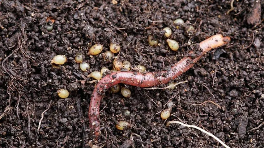 Aka vermicompost, worm castings are the organic waste the worm farms produce