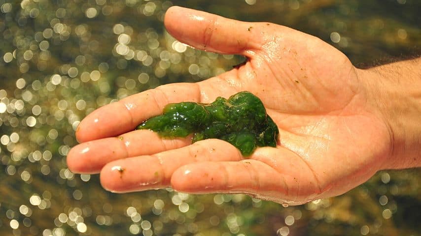 海藻可以在水库和花盆中生长，当你在半水力种植植物时188金宝慱亚洲体育
