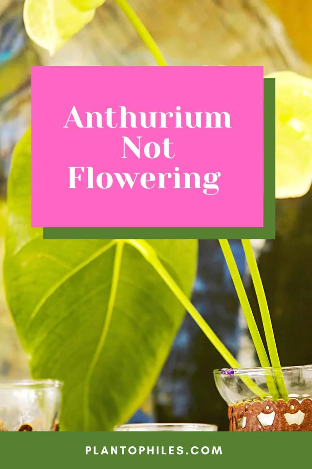 Anthurium Not Flowering
