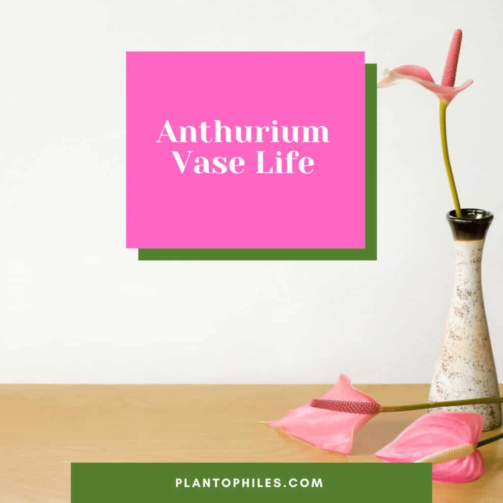 Anthurium Vase Life