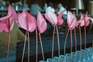 增加红掌花瓶寿命的4个最佳技巧-花卉护理