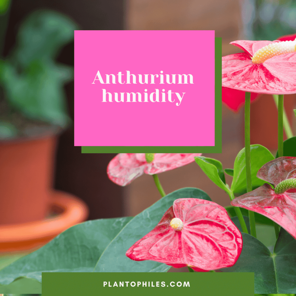 Anthurium humidity