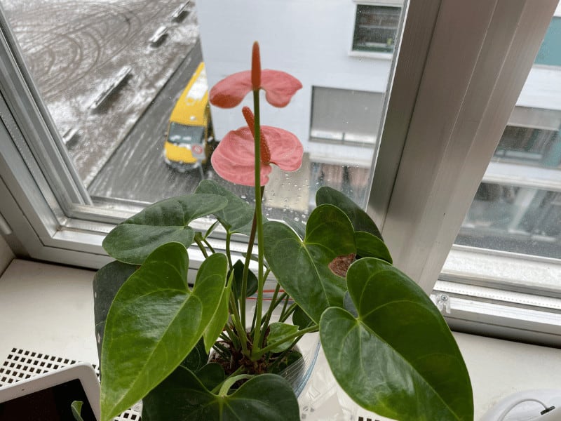 Anthurium not flowering indoors