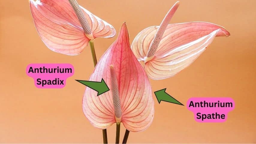 Anthuriums are known to have glossy modified leaves called spathes and a stick at the center called the spadix