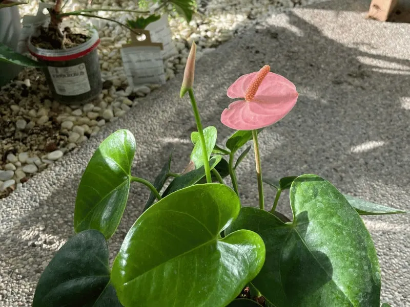 Anthuriums such as the Flamingo Flower thrive in high humidity