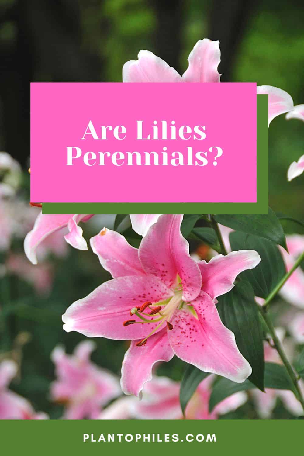 Are Lilies Perennials?
