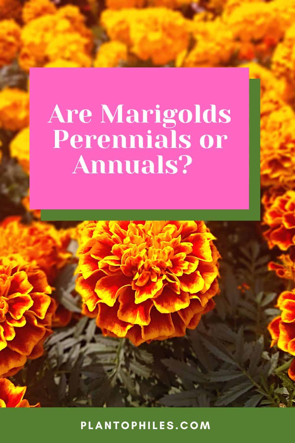 Are Marigolds Perennials or Annuals?