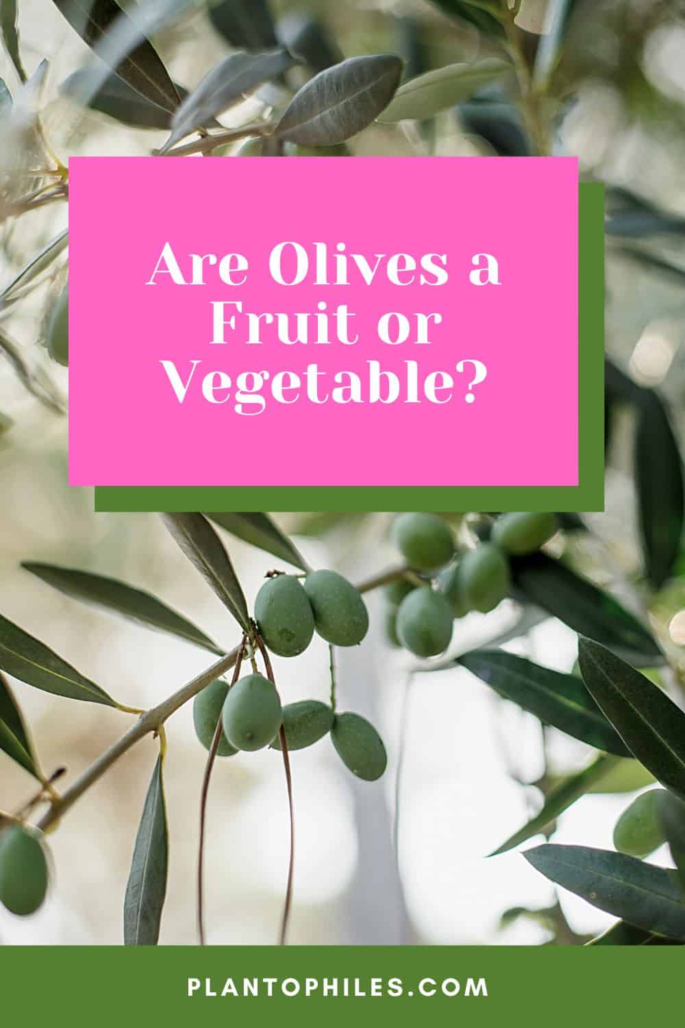 Are Olives a Fruit or a Vegetable?