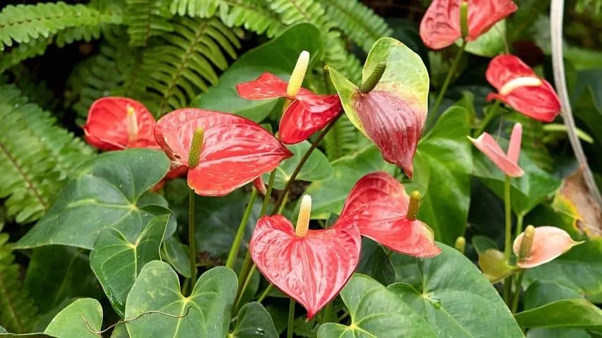 As anthuriums love the high humidity that mimics a tropical jungle's conditions, group them with other plants to increase humidity