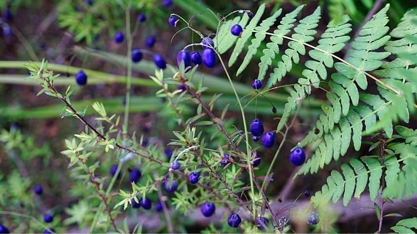 As ferns prefer to grow in shaded areas, they don't compete with the blueberries for the light, making them perfect companion plants