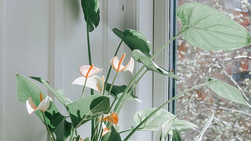 As much as possible, keep your anthuriums away from windows as they get very cold during the winter and can cause leaf curling