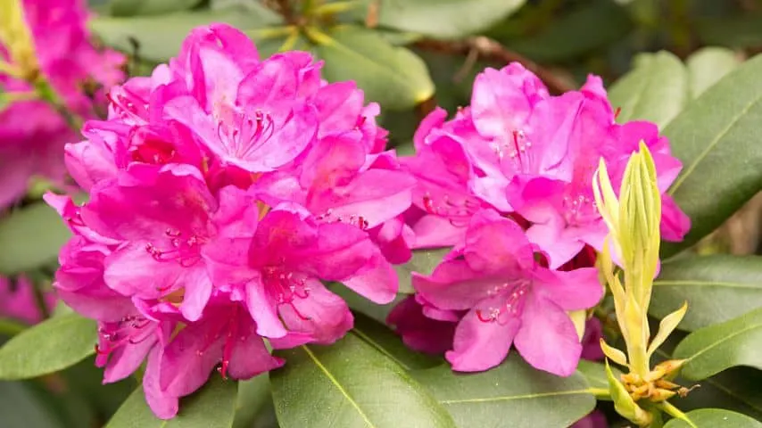 Aside from being an acidic soil-loving plant, rhododendrons also attract pollinators that blueberries need