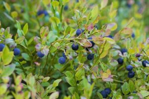 15种最好的蓝莓伴侣植物-伟大的伴侣植物188金宝慱亚洲体育