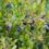 15个最好的蓝莓同伴植物——伟大的同伴植物188金宝慱亚洲体育