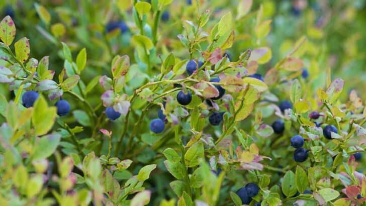蓝莓伴生植物- 15种最佳伴生植物188金宝慱亚洲体育