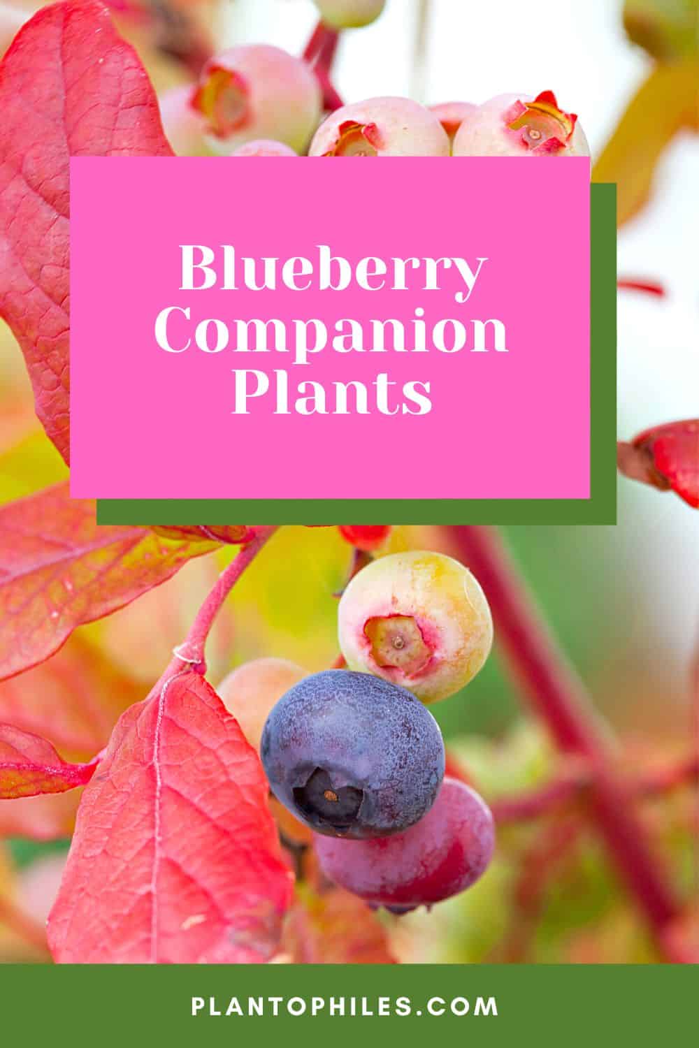 蓝莓伴生植物188金宝慱亚洲体育