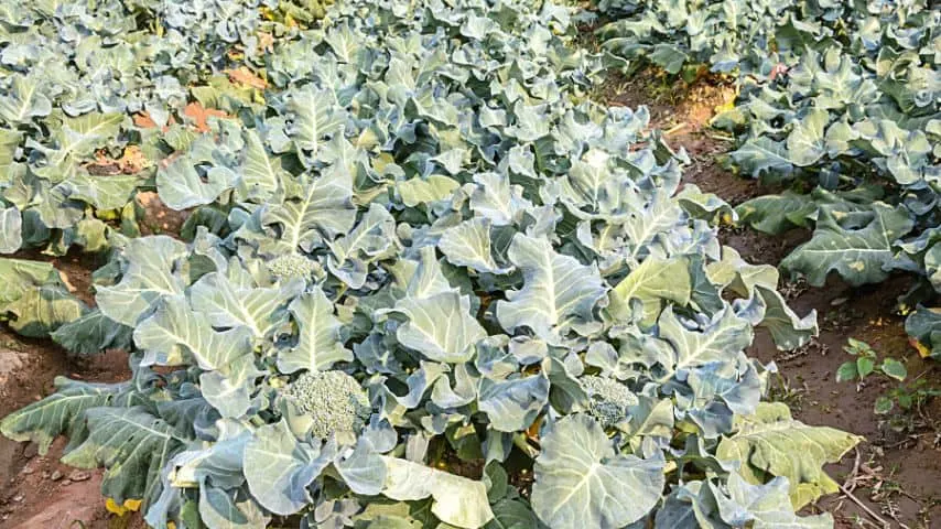 Broccoli thrives in areas that have temperatures that don't exceed 75 degrees Fahrenheit