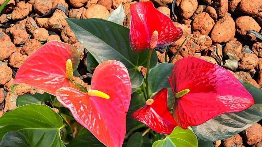 Can Anthuriums Be Grown in Leca?