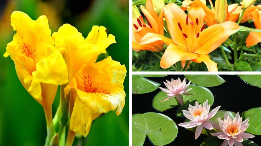 Canna lilies, daylilies, and water lilies aren't considered as true lilies, but they are perennial like the true lilies