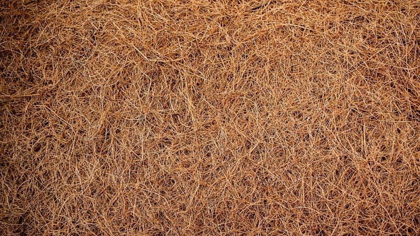 Coco coir is an organic growing medium that's capable of holding water six times its size