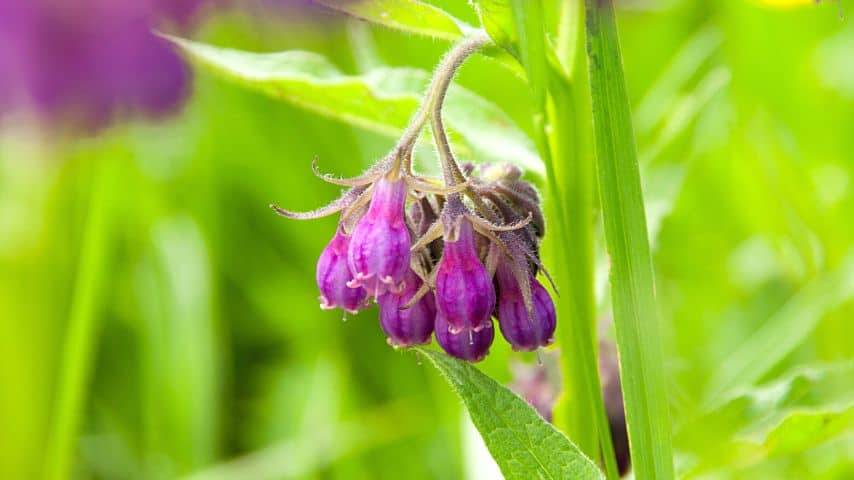 Comfrey is one of the best blueberry companion plants as it helps contribute nitrogen to the soil
