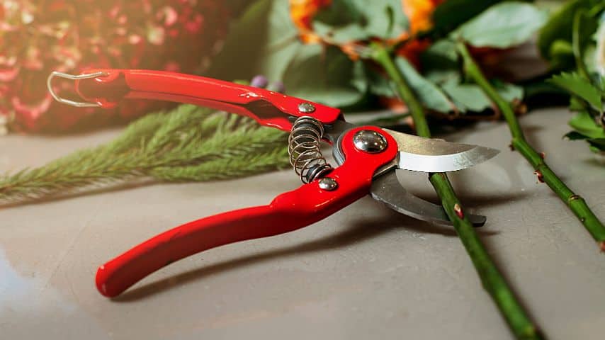即使你已经切了玫瑰，也要把它的茎切成45度角，在切好的一端涂上生根激素