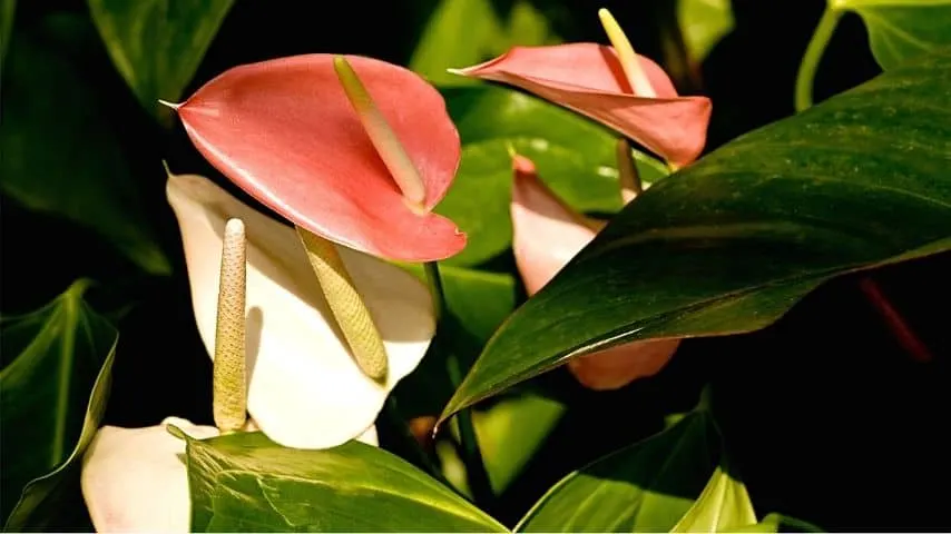 For anthuriums to bloom, you need to place them in a sunny area but avoid placing them in direct sunlight in the afternoon