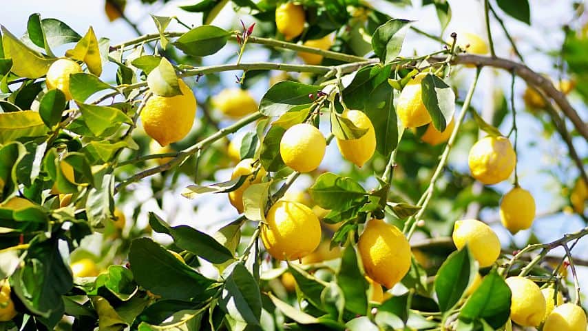 为了让你的柠檬树正常生长，它们需要每天至少暴露在明亮的阳光下7小时