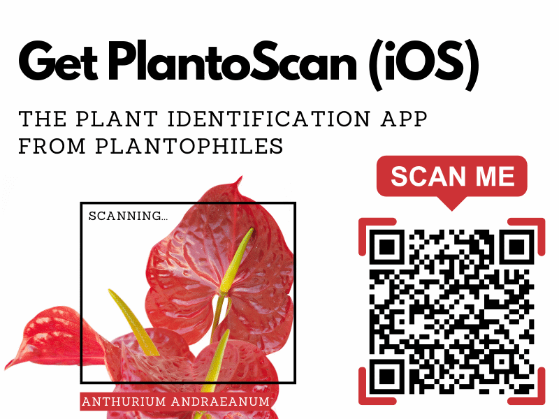Get PlantoScan