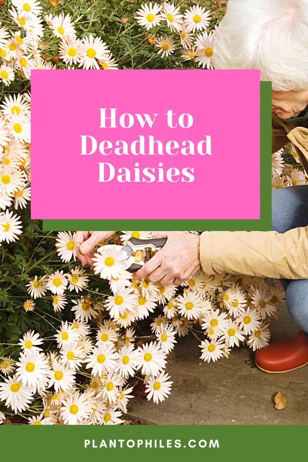 How to Deadhead Daisies