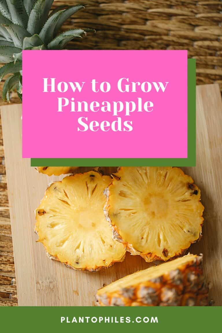 How to Grow Pineapple Seeds — A Pineapple From Seed