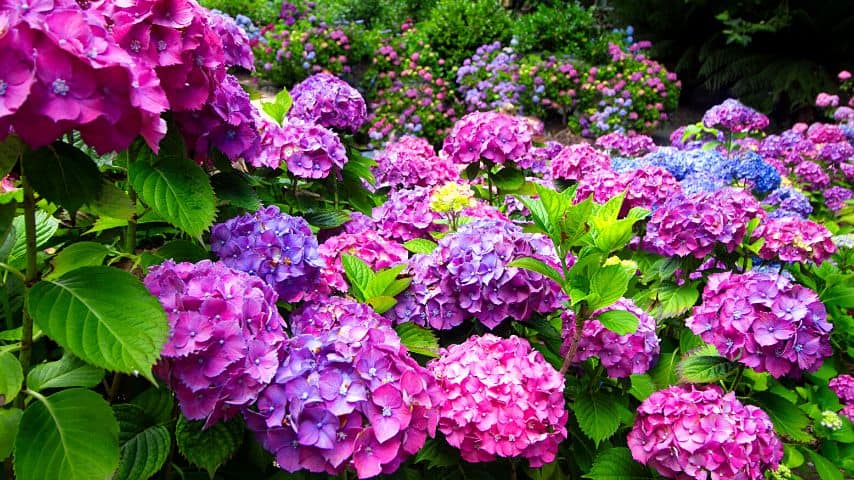Hydrangeas add a pop of color to your garden and attract pollinators your blueberries need, especially when they go dormant