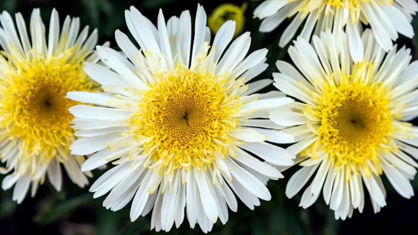 If you have the Shasta daisy variety, you can cut its entire stem closest to the main stem when deadheading them