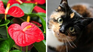 Is Anthurium Toxic to Cats?