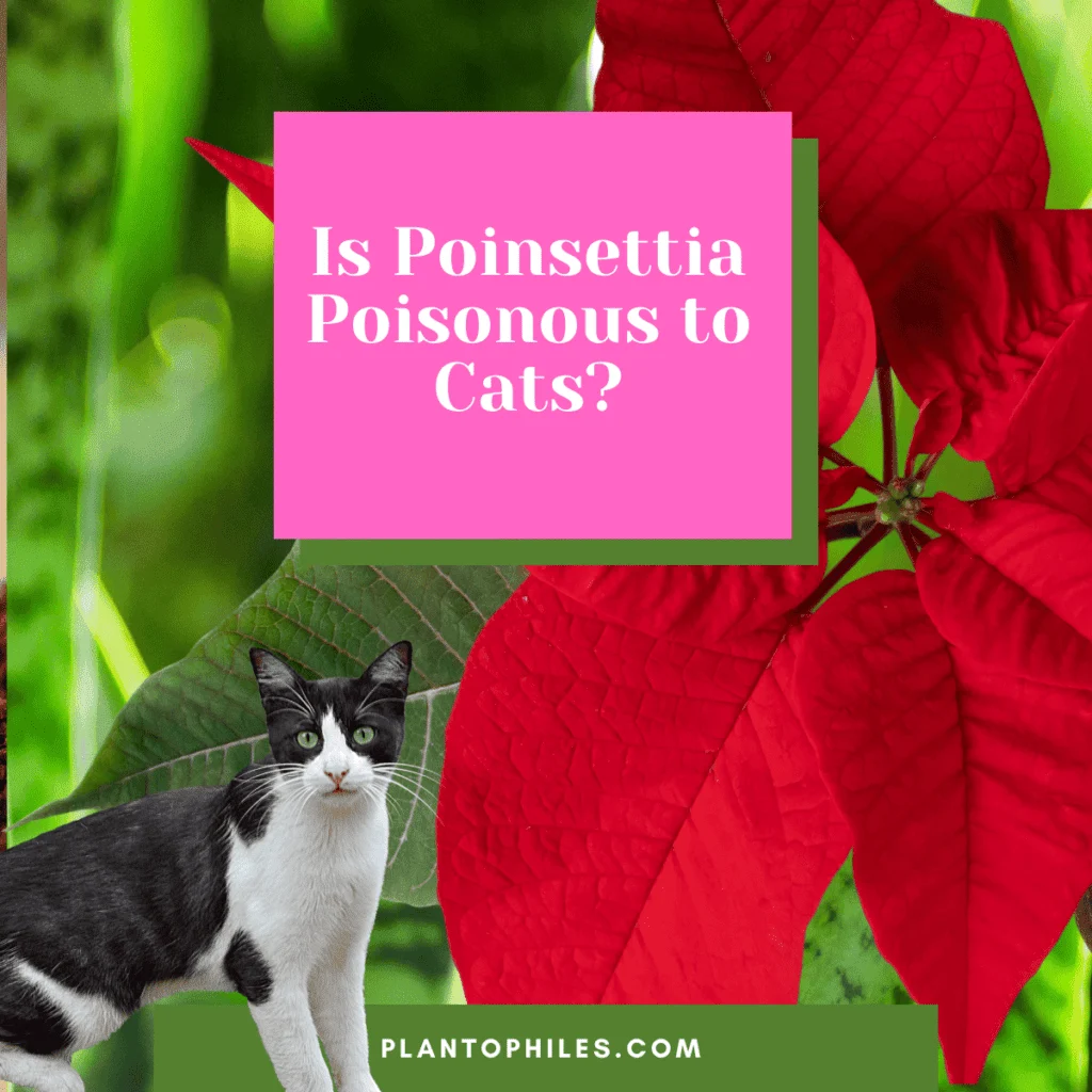 Is Poinsettia Poisonous to Cats