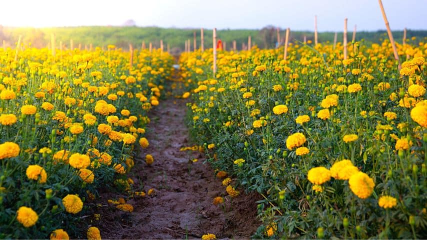 Marigolds love to grow in sunny areas and will grow spindly if they receive too much shade