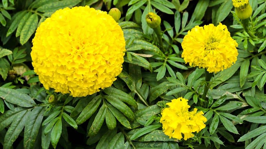Mexican Marigold (Tagetes lemmoni) blooms are known to be perennials and have yellow blooms and aromatic leaves