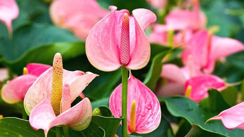 Most anthurium plants, like this Flamingo Lily, are epiphytes, plants that grow on other objects and plants