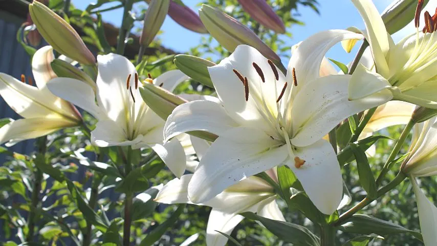 Most lilies bloom in the summer and carry on until fall, while there are some species that start flowering in spring if you care for them properly