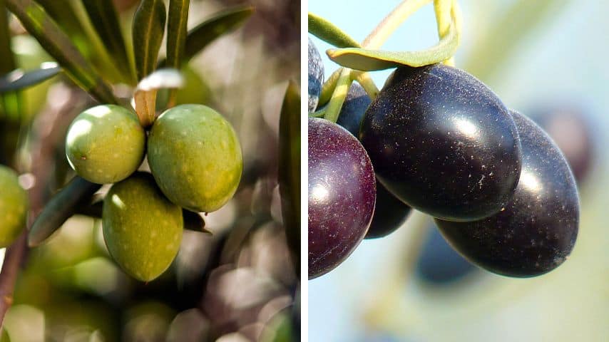Olives that are harvested green are unripe, while the black ones are already ripe
