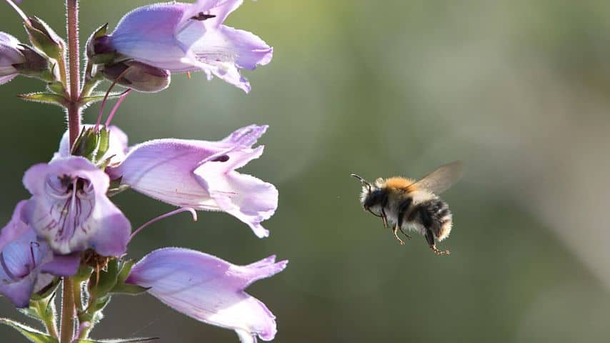 Out of all the pollinators that snapdragons attract, the bumblebee is their main pollinator