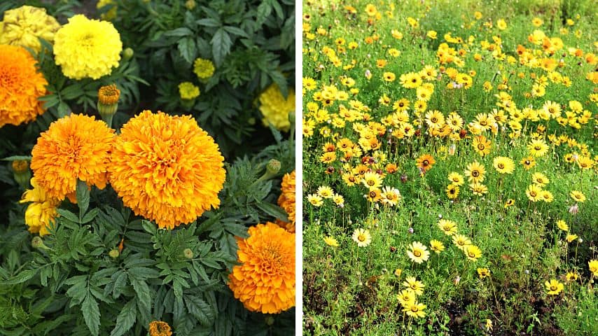 Out of the 50 varieties of marigolds, the Tagetes erecta and Mountain Marigold are perennials